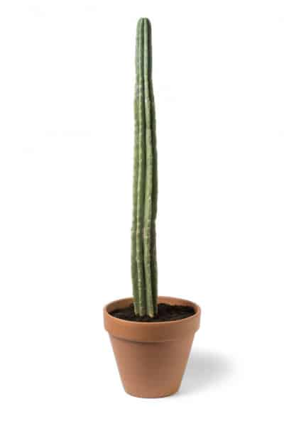San Pedro Schnitt Pachanoi (Trichocereus) 35 – 45 cm