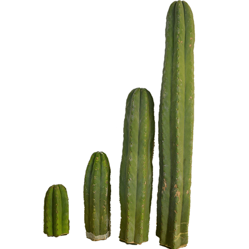 San Pedro Kaktus (25 - 35cm)