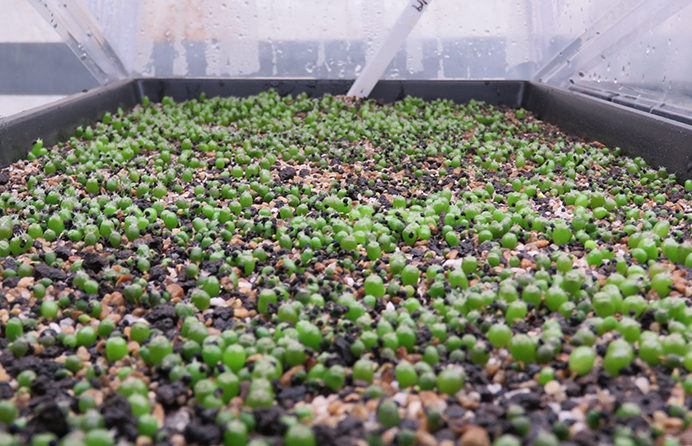 Heilige Peyote-Setzlinge | 2,5 cm