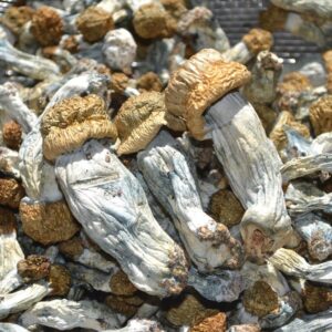 Ecuadorianische Zauberpilze